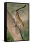 Leopard (Panthera pardus) on tree, Ndutu, Ngorongoro Conservation Area, Tanzania-null-Framed Stretched Canvas