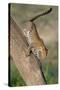 Leopard (Panthera pardus) on tree, Ndutu, Ngorongoro Conservation Area, Tanzania-null-Stretched Canvas