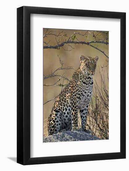 Leopard (Panthera pardus), Ruaha National Park, Tanzania, East Africa, Africa-James Hager-Framed Photographic Print