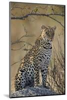 Leopard (Panthera pardus), Ruaha National Park, Tanzania, East Africa, Africa-James Hager-Mounted Photographic Print