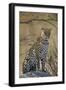 Leopard (Panthera pardus), Ruaha National Park, Tanzania, East Africa, Africa-James Hager-Framed Photographic Print