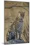 Leopard (Panthera pardus), Ruaha National Park, Tanzania, East Africa, Africa-James Hager-Mounted Photographic Print