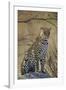 Leopard (Panthera pardus), Ruaha National Park, Tanzania, East Africa, Africa-James Hager-Framed Photographic Print