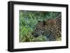 Leopard (Panthera pardus), Sabi Sands Game Reserve, South Africa, Africa-Sergio Pitamitz-Framed Photographic Print