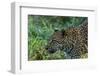 Leopard (Panthera pardus), Sabi Sands Game Reserve, South Africa, Africa-Sergio Pitamitz-Framed Photographic Print