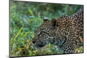 Leopard (Panthera pardus), Sabi Sands Game Reserve, South Africa, Africa-Sergio Pitamitz-Mounted Photographic Print