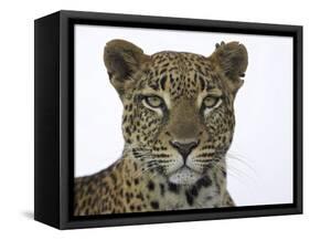 Leopard (Panthera Pardus), Samburu Game Reserve, Kenya, East Africa, Africa-James Hager-Framed Stretched Canvas