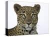 Leopard (Panthera Pardus), Samburu Game Reserve, Kenya, East Africa, Africa-James Hager-Stretched Canvas