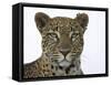 Leopard (Panthera Pardus), Samburu Game Reserve, Kenya, East Africa, Africa-James Hager-Framed Stretched Canvas