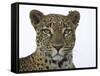 Leopard (Panthera Pardus), Samburu Game Reserve, Kenya, East Africa, Africa-James Hager-Framed Stretched Canvas
