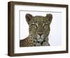 Leopard (Panthera Pardus), Samburu Game Reserve, Kenya, East Africa, Africa-James Hager-Framed Photographic Print