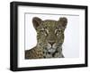 Leopard (Panthera Pardus), Samburu Game Reserve, Kenya, East Africa, Africa-James Hager-Framed Photographic Print