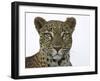 Leopard (Panthera Pardus), Samburu Game Reserve, Kenya, East Africa, Africa-James Hager-Framed Photographic Print