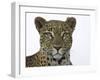 Leopard (Panthera Pardus), Samburu Game Reserve, Kenya, East Africa, Africa-James Hager-Framed Photographic Print