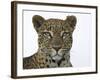 Leopard (Panthera Pardus), Samburu Game Reserve, Kenya, East Africa, Africa-James Hager-Framed Photographic Print