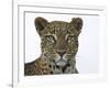 Leopard (Panthera Pardus), Samburu Game Reserve, Kenya, East Africa, Africa-James Hager-Framed Photographic Print