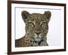 Leopard (Panthera Pardus), Samburu Game Reserve, Kenya, East Africa, Africa-James Hager-Framed Photographic Print