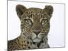 Leopard (Panthera Pardus), Samburu Game Reserve, Kenya, East Africa, Africa-James Hager-Mounted Photographic Print