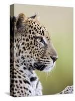 Leopard (Panthera Pardus), Samburu National Reserve, Kenya, East Africa, Africa-James Hager-Stretched Canvas