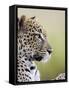 Leopard (Panthera Pardus), Samburu National Reserve, Kenya, East Africa, Africa-James Hager-Framed Stretched Canvas