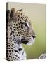 Leopard (Panthera Pardus), Samburu National Reserve, Kenya, East Africa, Africa-James Hager-Stretched Canvas