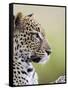 Leopard (Panthera Pardus), Samburu National Reserve, Kenya, East Africa, Africa-James Hager-Framed Stretched Canvas