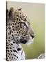 Leopard (Panthera Pardus), Samburu National Reserve, Kenya, East Africa, Africa-James Hager-Stretched Canvas