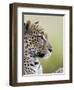 Leopard (Panthera Pardus), Samburu National Reserve, Kenya, East Africa, Africa-James Hager-Framed Photographic Print