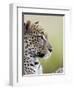 Leopard (Panthera Pardus), Samburu National Reserve, Kenya, East Africa, Africa-James Hager-Framed Photographic Print