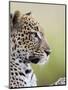 Leopard (Panthera Pardus), Samburu National Reserve, Kenya, East Africa, Africa-James Hager-Mounted Photographic Print