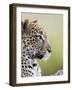 Leopard (Panthera Pardus), Samburu National Reserve, Kenya, East Africa, Africa-James Hager-Framed Photographic Print