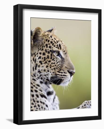 Leopard (Panthera Pardus), Samburu National Reserve, Kenya, East Africa, Africa-James Hager-Framed Photographic Print