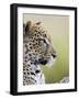 Leopard (Panthera Pardus), Samburu National Reserve, Kenya, East Africa, Africa-James Hager-Framed Photographic Print