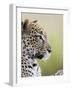 Leopard (Panthera Pardus), Samburu National Reserve, Kenya, East Africa, Africa-James Hager-Framed Photographic Print