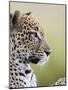 Leopard (Panthera Pardus), Samburu National Reserve, Kenya, East Africa, Africa-James Hager-Mounted Photographic Print