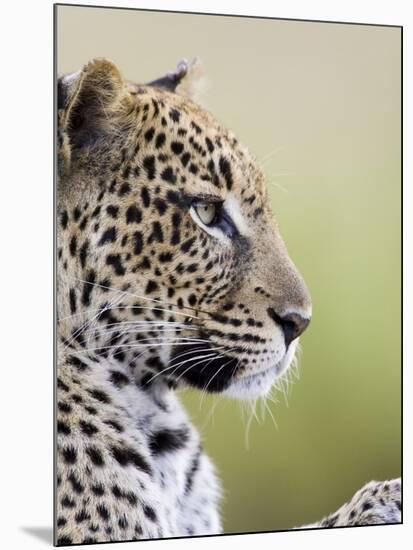 Leopard (Panthera Pardus), Samburu National Reserve, Kenya, East Africa, Africa-James Hager-Mounted Photographic Print