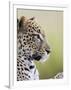 Leopard (Panthera Pardus), Samburu National Reserve, Kenya, East Africa, Africa-James Hager-Framed Photographic Print