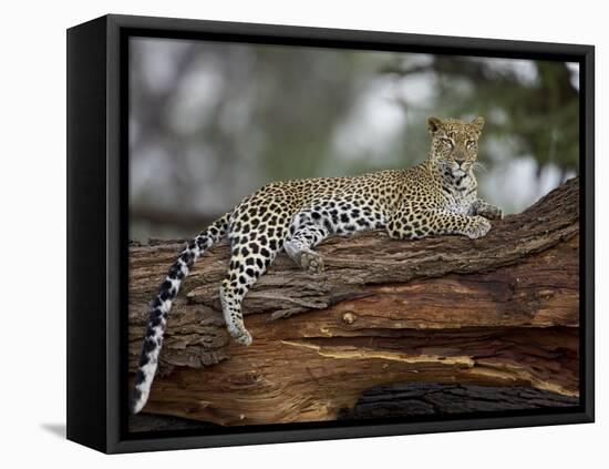 Leopard (Panthera Pardus), Samburu National Reserve, Kenya, East Africa, Africa-James Hager-Framed Stretched Canvas