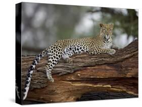 Leopard (Panthera Pardus), Samburu National Reserve, Kenya, East Africa, Africa-James Hager-Stretched Canvas