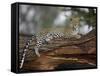 Leopard (Panthera Pardus), Samburu National Reserve, Kenya, East Africa, Africa-James Hager-Framed Stretched Canvas