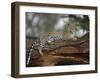 Leopard (Panthera Pardus), Samburu National Reserve, Kenya, East Africa, Africa-James Hager-Framed Photographic Print