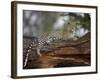 Leopard (Panthera Pardus), Samburu National Reserve, Kenya, East Africa, Africa-James Hager-Framed Photographic Print