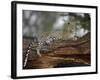 Leopard (Panthera Pardus), Samburu National Reserve, Kenya, East Africa, Africa-James Hager-Framed Photographic Print