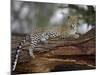 Leopard (Panthera Pardus), Samburu National Reserve, Kenya, East Africa, Africa-James Hager-Mounted Photographic Print