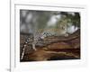 Leopard (Panthera Pardus), Samburu National Reserve, Kenya, East Africa, Africa-James Hager-Framed Photographic Print