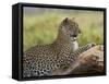 Leopard (Panthera Pardus), Samburu National Reserve, Kenya, East Africa, Africa-James Hager-Framed Stretched Canvas