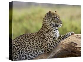 Leopard (Panthera Pardus), Samburu National Reserve, Kenya, East Africa, Africa-James Hager-Stretched Canvas