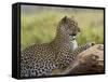Leopard (Panthera Pardus), Samburu National Reserve, Kenya, East Africa, Africa-James Hager-Framed Stretched Canvas