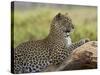 Leopard (Panthera Pardus), Samburu National Reserve, Kenya, East Africa, Africa-James Hager-Stretched Canvas