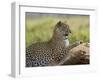 Leopard (Panthera Pardus), Samburu National Reserve, Kenya, East Africa, Africa-James Hager-Framed Photographic Print